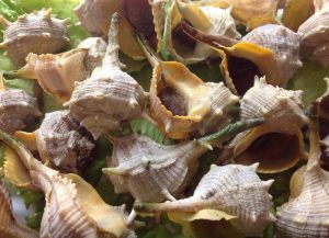 Sea Snails (kg.)